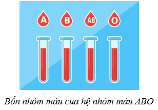 Lý thuyết KHTN 8 Kết nối tri thức Bài 33: Máu và hệ tuần hoàn của cơ thể người 