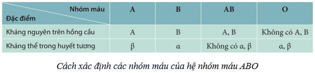 Lý thuyết KHTN 8 Kết nối tri thức Bài 33: Máu và hệ tuần hoàn của cơ thể người 