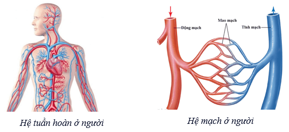 Lý thuyết KHTN 8 Kết nối tri thức Bài 33: Máu và hệ tuần hoàn của cơ thể người 