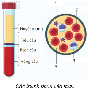 Lý thuyết KHTN 8 Kết nối tri thức Bài 33: Máu và hệ tuần hoàn của cơ thể người 