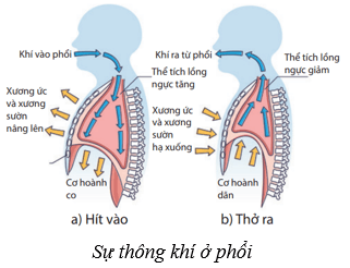 Lý thuyết KHTN 8 Kết nối tri thức Bài 34: Hệ hô hấp ở người 