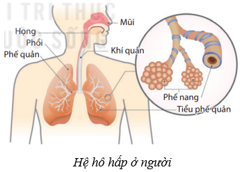 Lý thuyết KHTN 8 Kết nối tri thức Bài 34: Hệ hô hấp ở người 