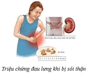 Lý thuyết KHTN 8 Kết nối tri thức Bài 35: Hệ bài tiết ở người 