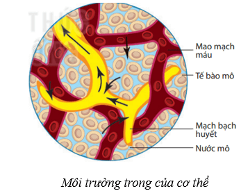 Lý thuyết KHTN 8 Kết nối tri thức Bài 36: Điều hòa môi trường trong của cơ thể người 