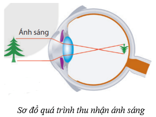 Lý thuyết KHTN 8 Kết nối tri thức Bài 37: Hệ thần kinh và các giác quan ở người 