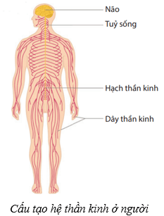 Lý thuyết KHTN 8 Kết nối tri thức Bài 37: Hệ thần kinh và các giác quan ở người 