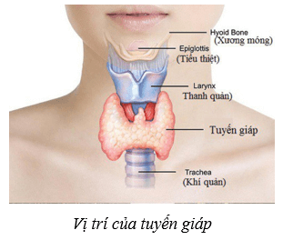 Lý thuyết KHTN 8 Kết nối tri thức Bài 38: Hệ nội tiết ở người 