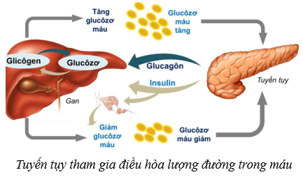 Lý thuyết KHTN 8 Kết nối tri thức Bài 38: Hệ nội tiết ở người 