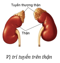 Lý thuyết KHTN 8 Kết nối tri thức Bài 38: Hệ nội tiết ở người 