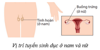 Lý thuyết KHTN 8 Kết nối tri thức Bài 38: Hệ nội tiết ở người 