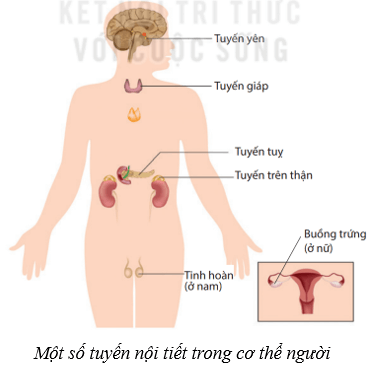 Lý thuyết KHTN 8 Kết nối tri thức Bài 38: Hệ nội tiết ở người 