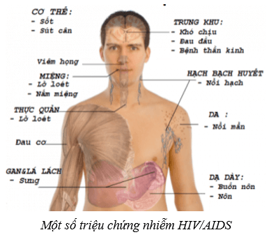 Lý thuyết KHTN 8 Kết nối tri thức Bài 40: Sinh sản ở người 