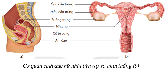 Lý thuyết KHTN 8 Kết nối tri thức Bài 40: Sinh sản ở người 