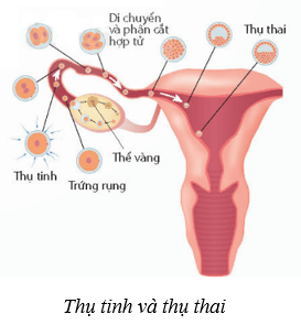 Lý thuyết KHTN 8 Kết nối tri thức Bài 40: Sinh sản ở người 