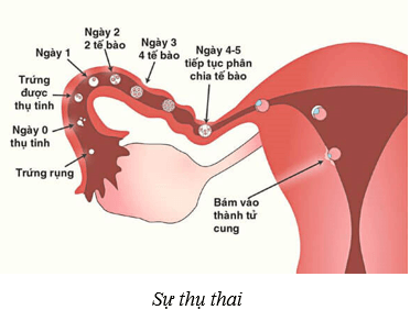 Lý thuyết KHTN 8 Kết nối tri thức Bài 40: Sinh sản ở người 