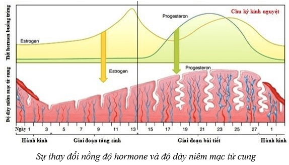 Lý thuyết KHTN 8 Kết nối tri thức Bài 40: Sinh sản ở người 