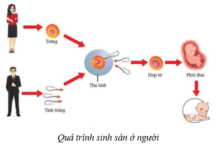 Lý thuyết KHTN 8 Kết nối tri thức Bài 40: Sinh sản ở người 