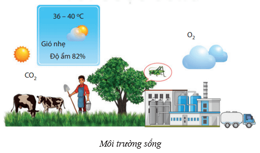 Lý thuyết KHTN 8 Kết nối tri thức Bài 41: Môi trường và các nhân tố sinh thái 