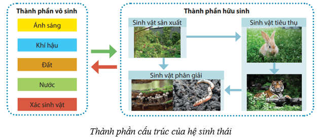 Lý thuyết KHTN 8 Kết nối tri thức Bài 44: Hệ sinh thái 