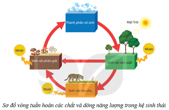 Lý thuyết KHTN 8 Kết nối tri thức Bài 44: Hệ sinh thái 