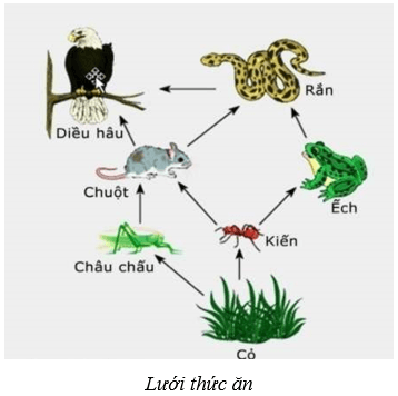 Lý thuyết KHTN 8 Kết nối tri thức Bài 44: Hệ sinh thái 