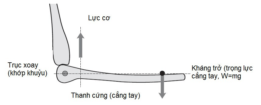 Trắc nghiệm KHTN 8 Kết nối tri thức Bài 19 (có đáp án): Đòn bẩy và ứng dụng | Khoa học tự nhiên 8