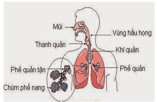 Trắc nghiệm KHTN 8 Kết nối tri thức Bài 34 (có đáp án): Hệ hô hấp ở người | Khoa học tự nhiên 8