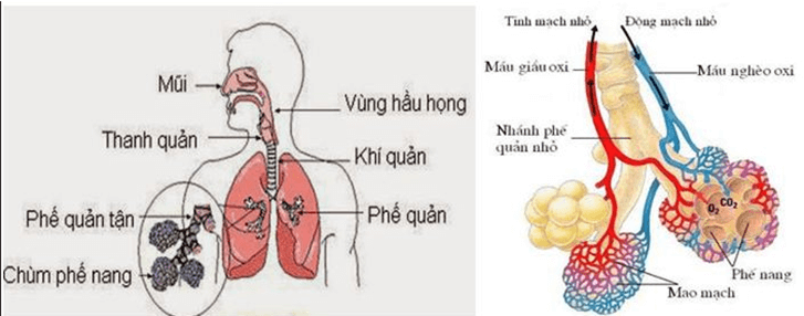 Trắc nghiệm KHTN 8 Kết nối tri thức Bài 34 (có đáp án): Hệ hô hấp ở người | Khoa học tự nhiên 8