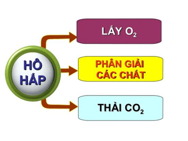 Trắc nghiệm KHTN 8 Kết nối tri thức Bài 34 (có đáp án): Hệ hô hấp ở người | Khoa học tự nhiên 8
