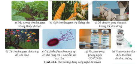 Hình 41.2 minh họa một số ví dụ về ứng dụng công nghệ di truyền trong thực tiễn