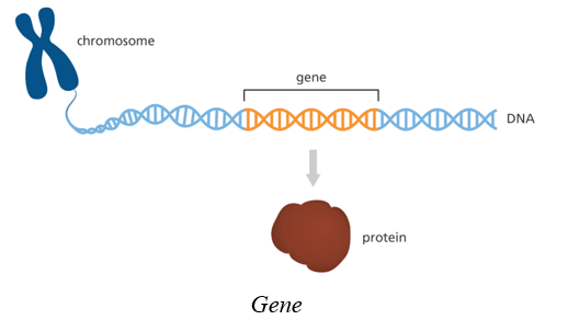 Lý thuyết KHTN 9 Chân trời sáng tạo Bài 37: Nucleic acid và ứng dụng (ảnh 5)
