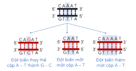 Trắc nghiệm KHTN 9 Chân trời sáng tạo Bài 38 (có đáp án): Đột biến gene | Khoa học tự nhiên 9