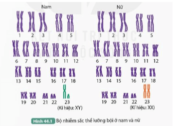 Đọc thông tin trên kết hợp quan sát Hình 44.1, thực hiện các yêu cầu sau