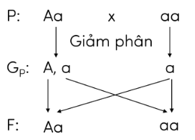 Trắc nghiệm KHTN 9 Kết nối tri thức Bài 37 (có đáp án): Các quy luật di truyền của Mendel | Khoa học tự nhiên 9