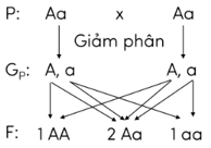 Trắc nghiệm KHTN 9 Kết nối tri thức Bài 37 (có đáp án): Các quy luật di truyền của Mendel | Khoa học tự nhiên 9