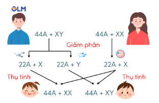 Trắc nghiệm KHTN 9 Kết nối tri thức Bài 44 (có đáp án): Nhiễm sắc thể giới tính và cơ chế xác định giới tính | Khoa học tự nhiên 9