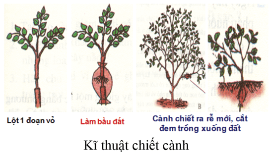 Lý thuyết Lịch Sử 6 Bài 15: Chính sách cai trị của các triều đại phong kiến phương Bắc và sự chuyển biến của xã hội Âu Lạc