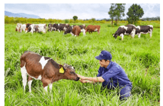 Trắc nghiệm Lịch Sử và Địa Lí lớp 4 Chân trời sáng tạo Bài 20 (có đáp án): Dân cư và hoạt động sản xuất ở vùng Tây Nguyên