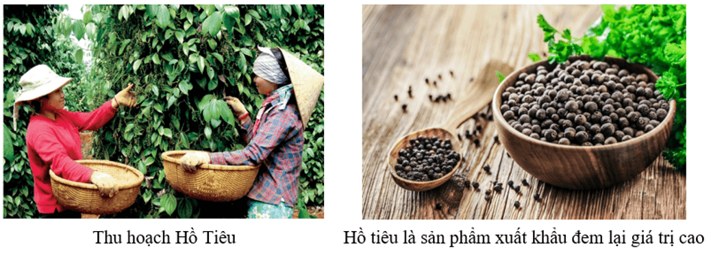 Lịch Sử và Địa Lí lớp 4 Kết nối tri thức Bài 16: Dân cư và hoạt động sản xuất ở vùng Bắc Trung Bộ và Nam Trung Bộ