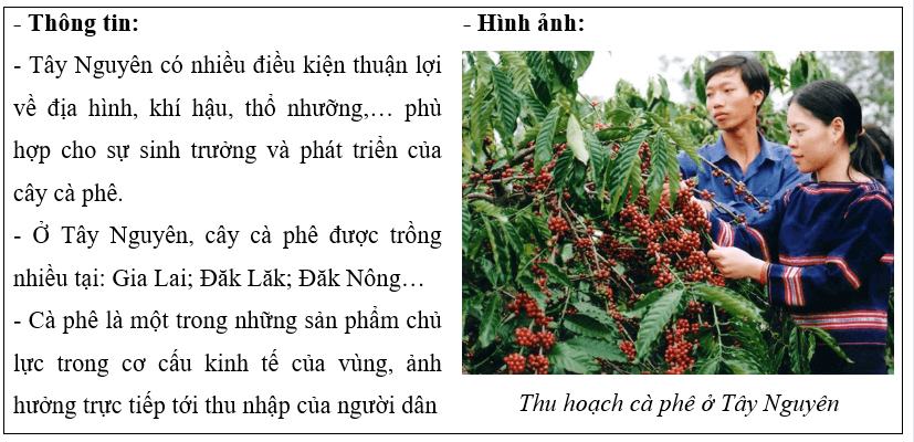 Lịch Sử và Địa Lí lớp 4 Kết nối tri thức Bài 21: Dân cư và hoạt động sản xuất ở vùng Tây Nguyên