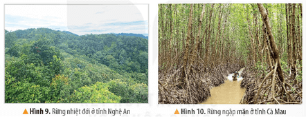 Lịch Sử và Địa Lí lớp 5 Kết nối tri thức Bài 2: Thiên nhiên Việt Nam