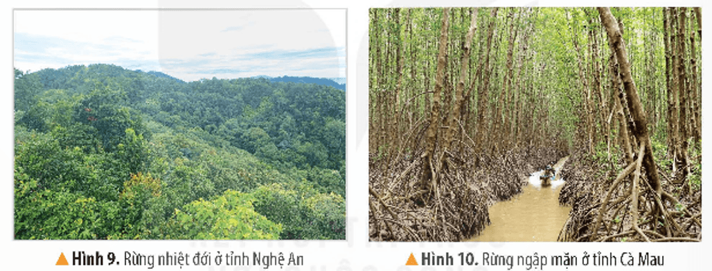 Lịch Sử và Địa Lí lớp 5 Kết nối tri thức Bài 2: Thiên nhiên Việt Nam