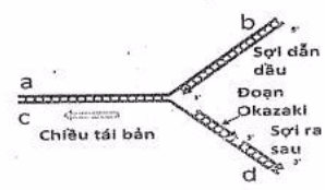 luyện thi Sinh học | Ôn thi đại học môn Sinh học