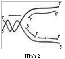 Đề thi thử Sinh học Tốt nghiệp THPT 2025-2026 Sở Hà Nội