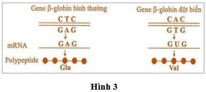 Đề thi thử Sinh học Tốt nghiệp THPT 2025-2026 Sở Hà Nội
