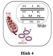 Đề thi thử Sinh học Tốt nghiệp THPT 2025-2026 Sở Hà Nội