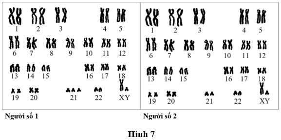 Đề thi thử Sinh học Tốt nghiệp THPT 2025-2026 Sở Hà Nội
