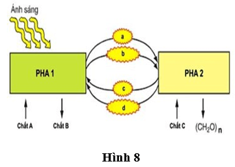 Đề thi thử Sinh học Tốt nghiệp THPT 2025-2026 Sở Hà Nội