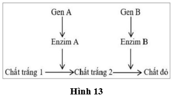 Đề thi thử Sinh học Tốt nghiệp THPT 2025-2026 Sở Hà Nội