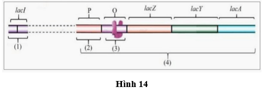 Đề thi thử Sinh học Tốt nghiệp THPT 2025-2026 Sở Hà Nội